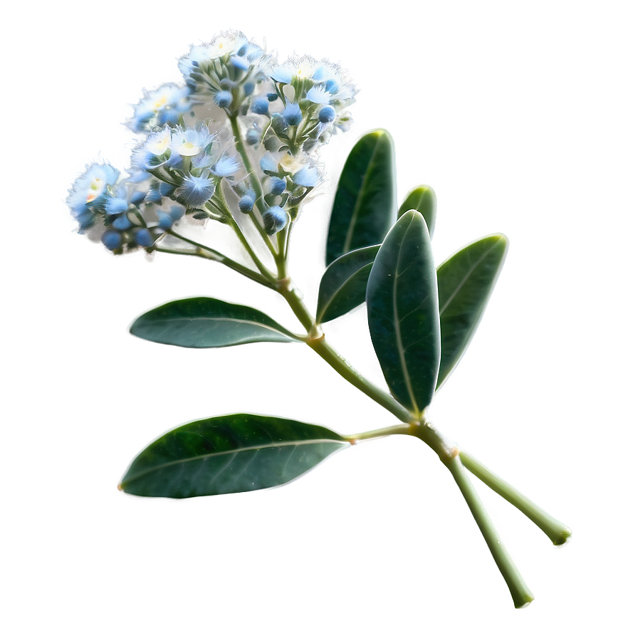 Eucalyptus Baby Breath Png Jjc90