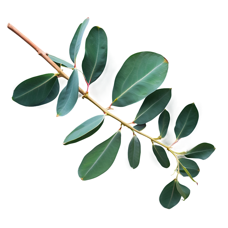 Eucalyptus Branch Flatlay Png 95