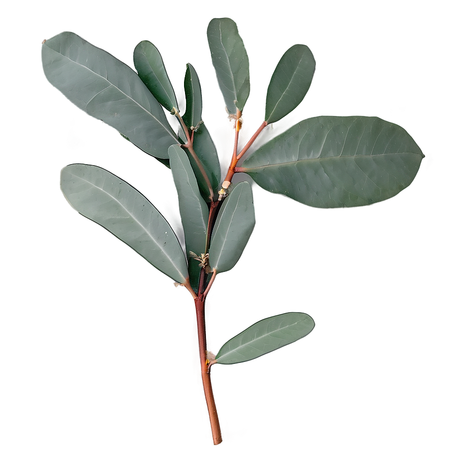 Eucalyptus Branch Flatlay Png Yfe14