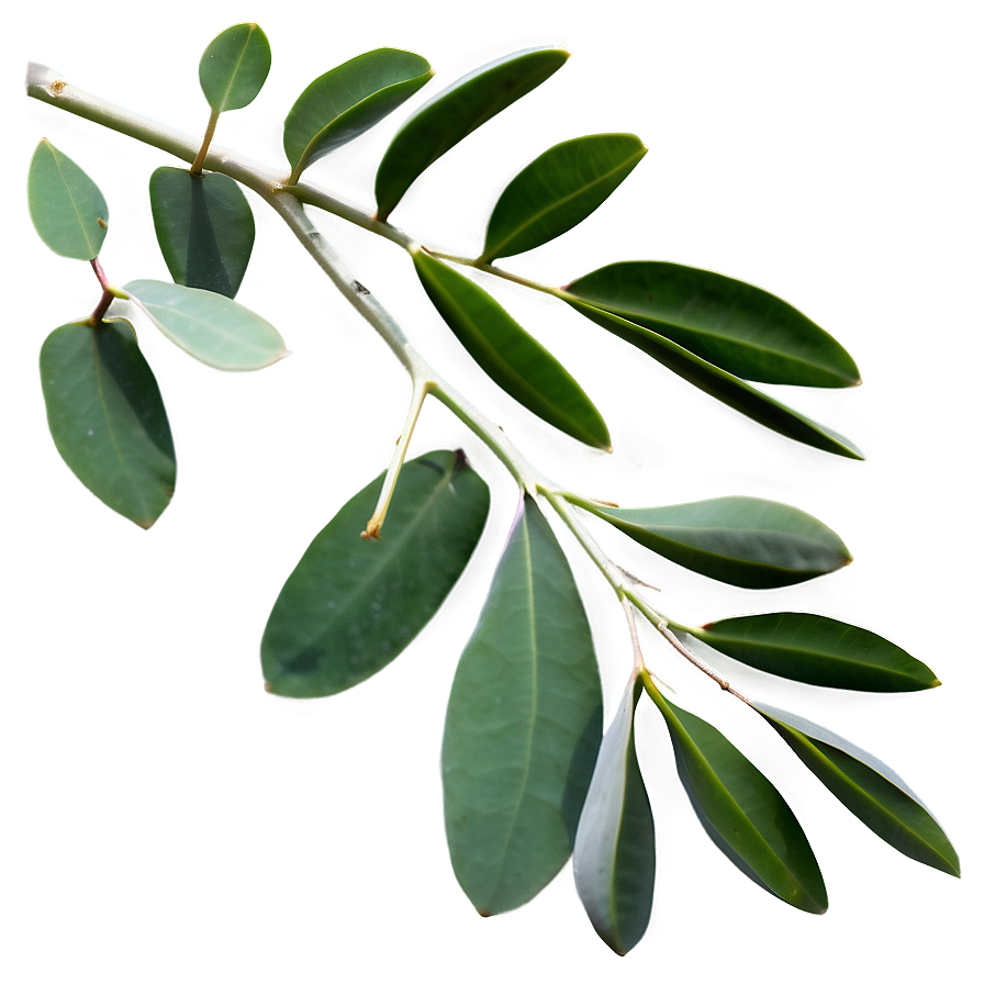 Eucalyptus Branch On White Png 05242024