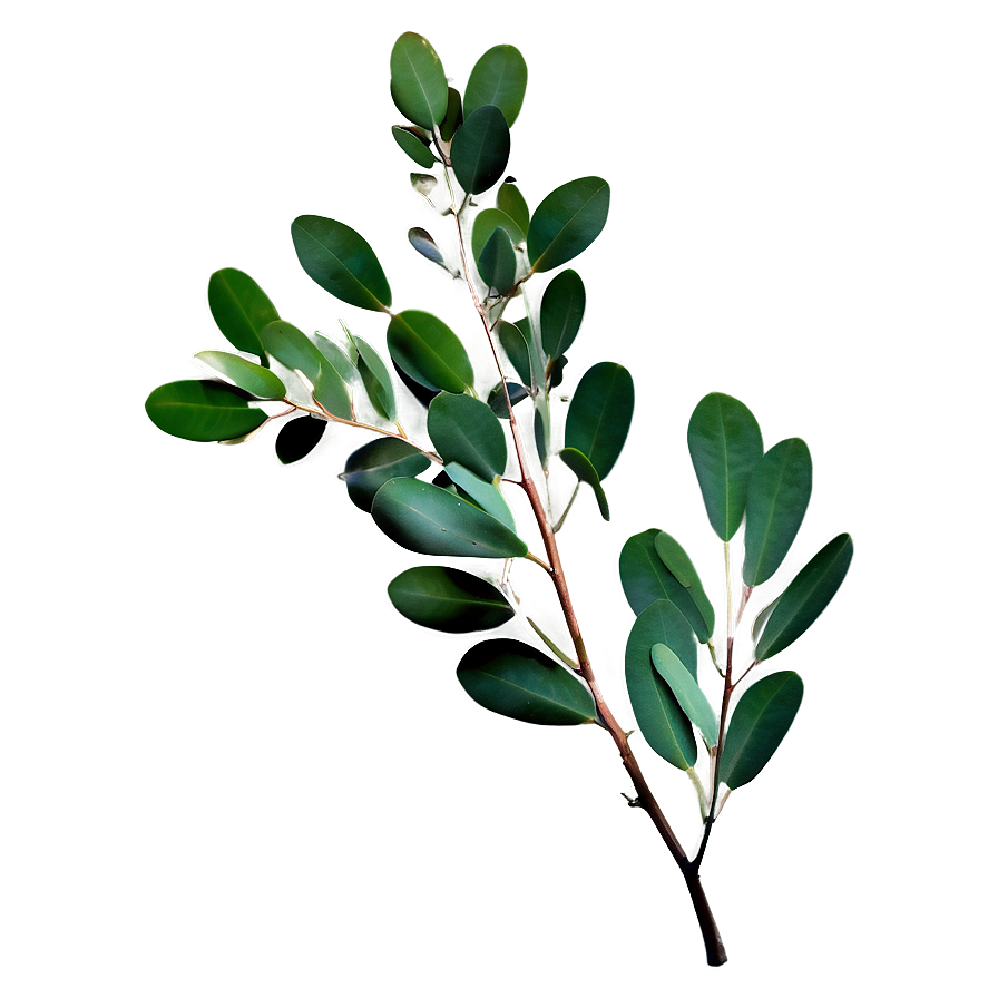 Eucalyptus Branch Png 68