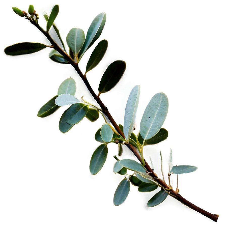 Eucalyptus Branch Png Wys6