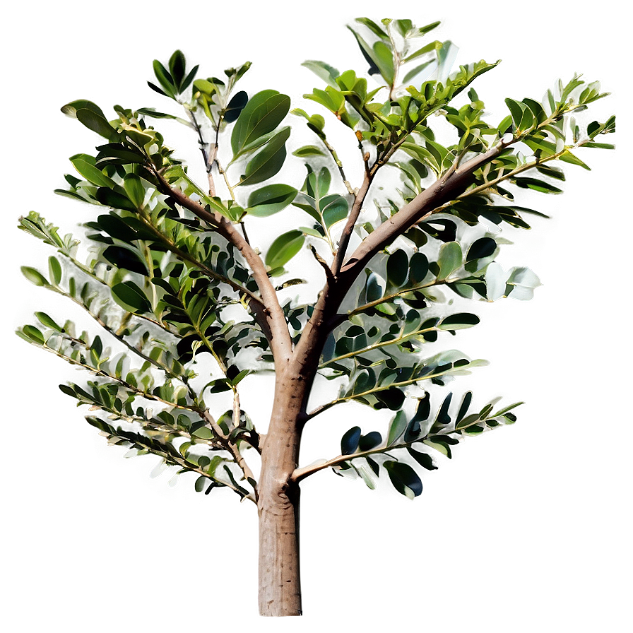 Eucalyptus Gum Tree Png Yxx