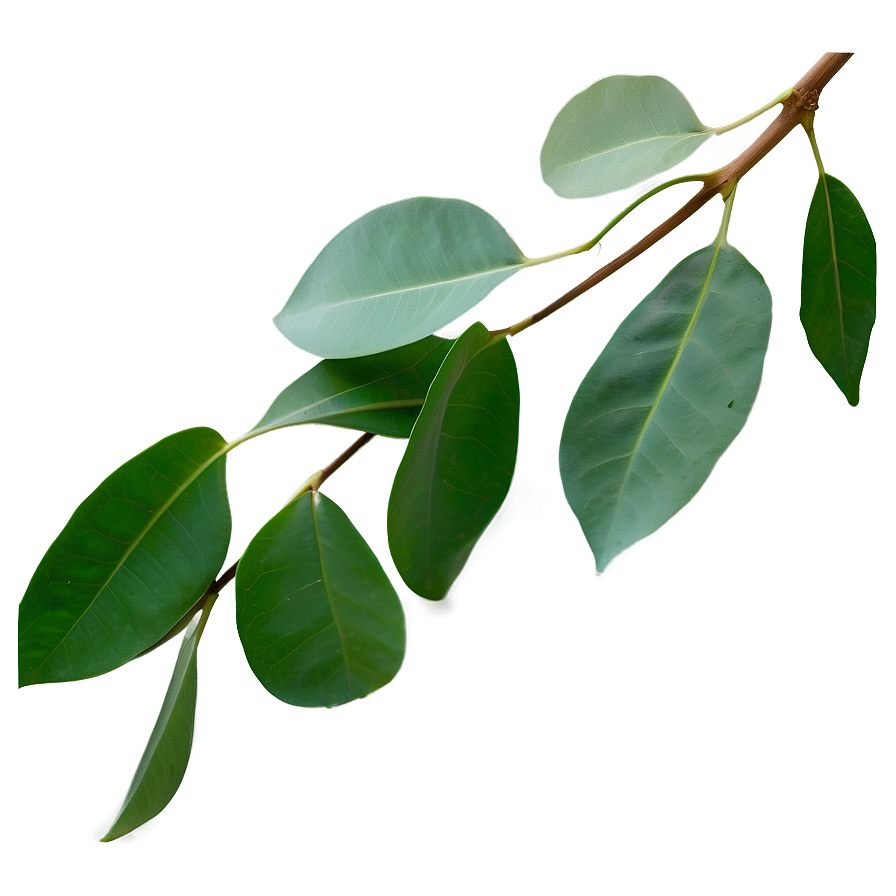 Eucalyptus Leaf Png Ogs