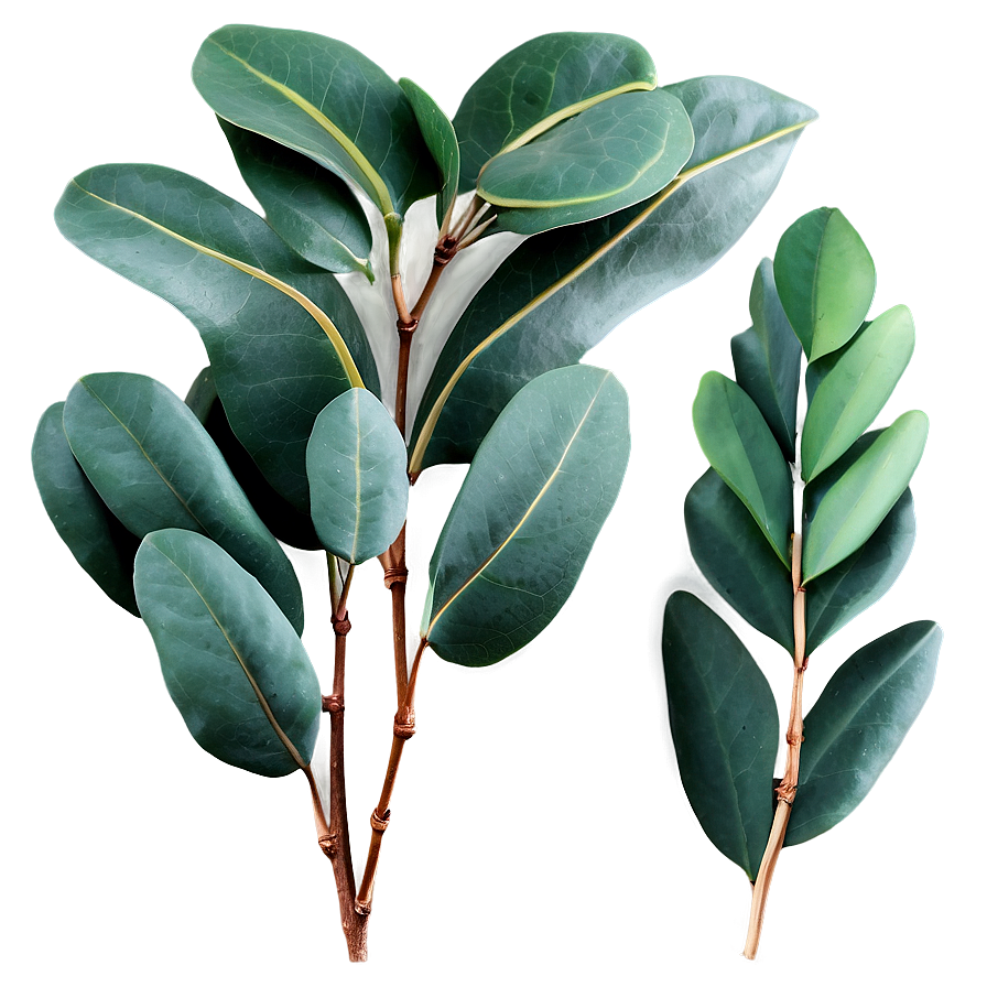 Eucalyptus Leaves Decoration Png 06272024