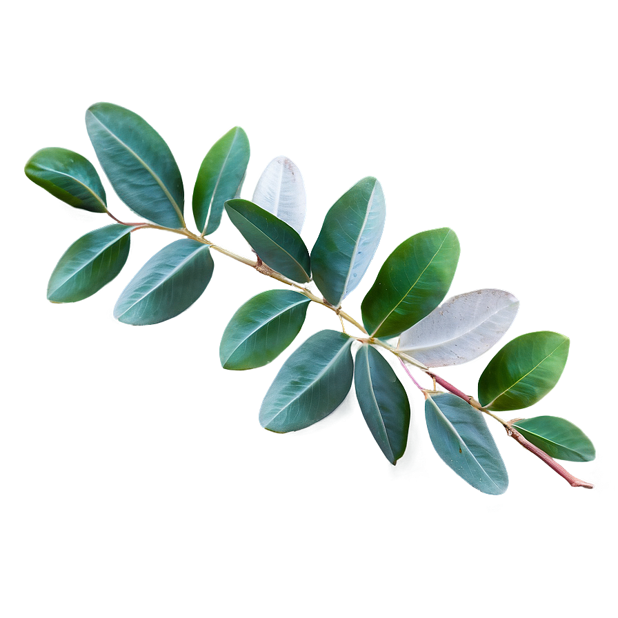 Eucalyptus Leaves Decoration Png 06272024