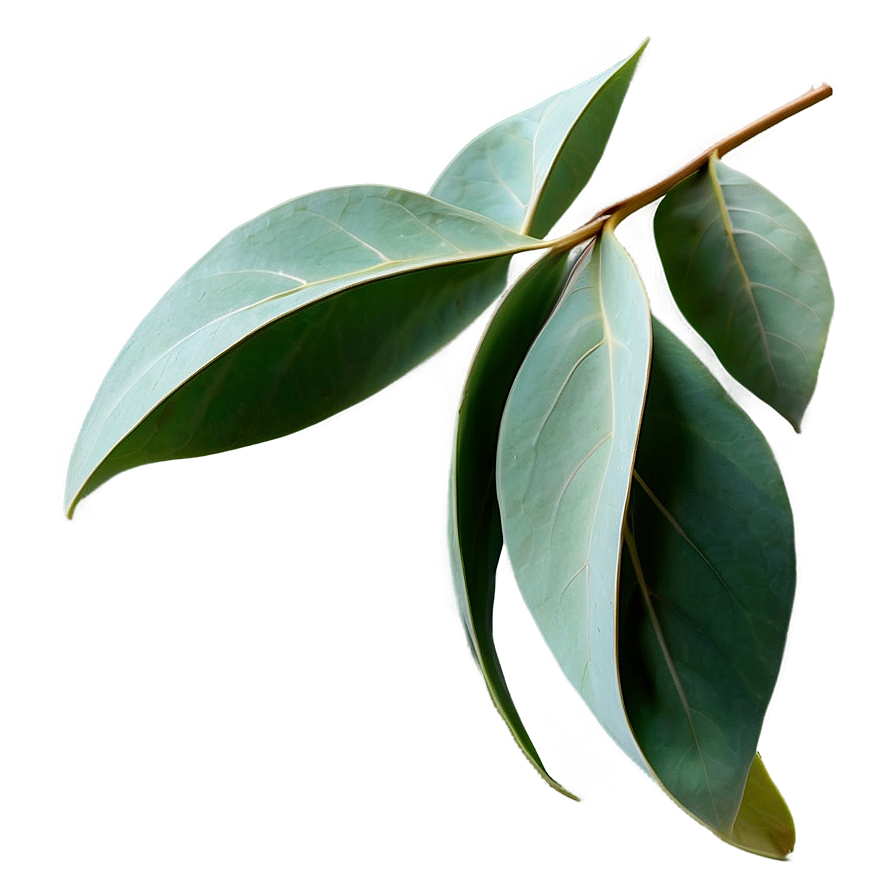 Eucalyptus Leaves Decoration Png 35