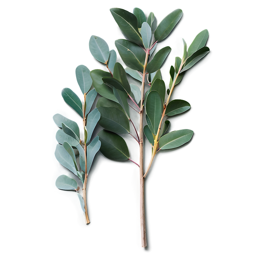 Eucalyptus Leaves Flat Png Mpw