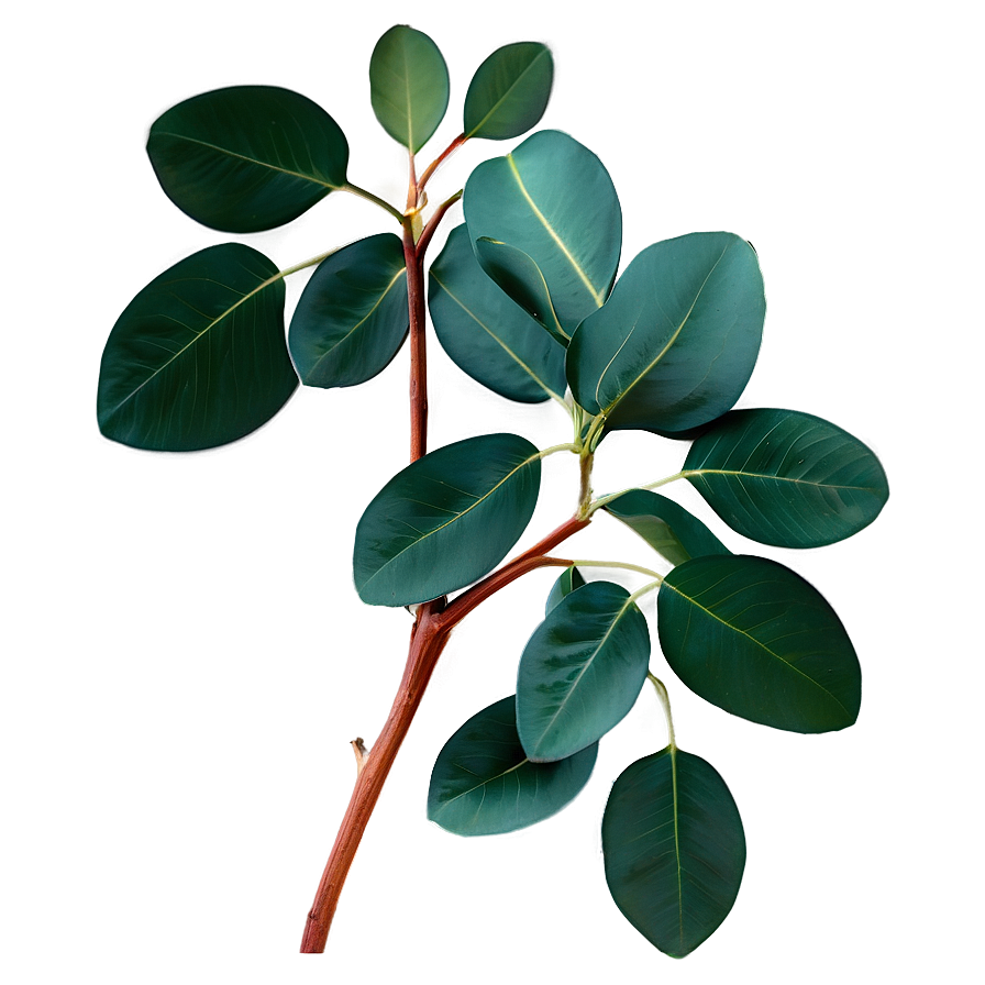 Eucalyptus Leaves For Shower Png 06272024