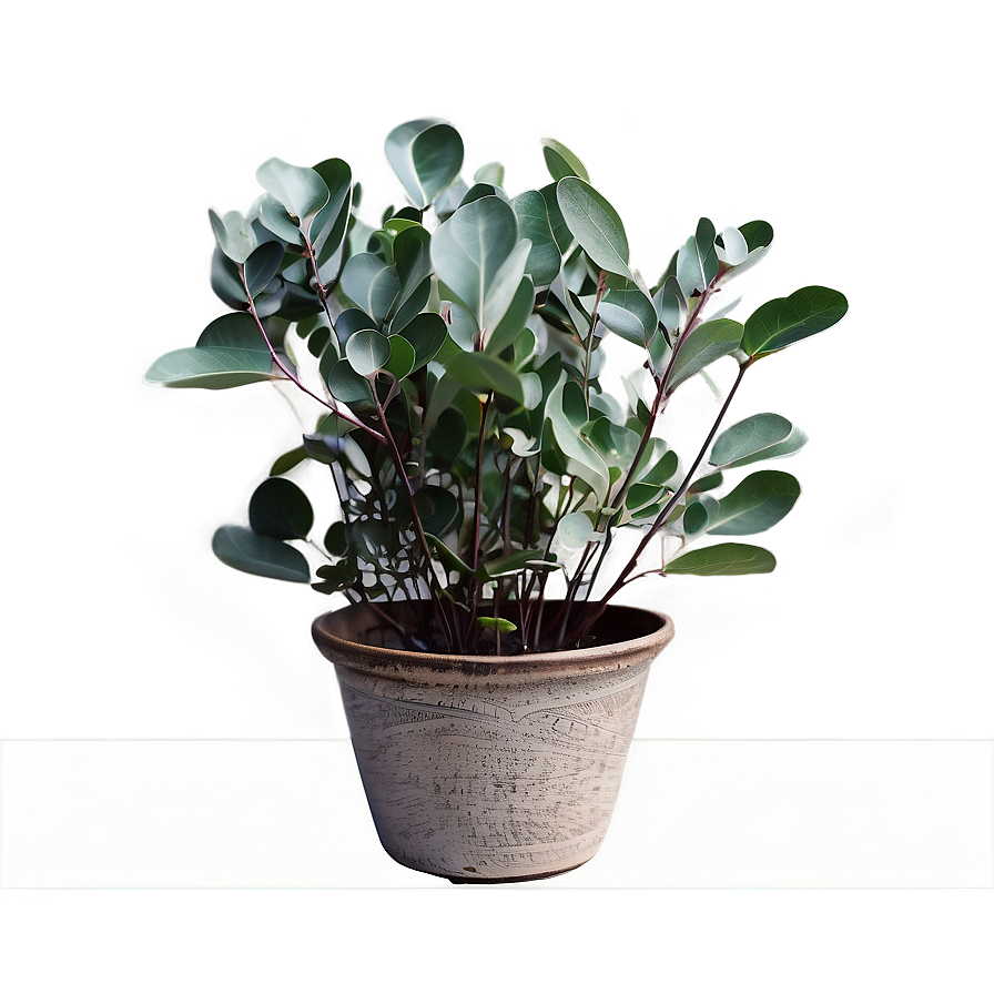 Eucalyptus Leaves In Pot Png 27