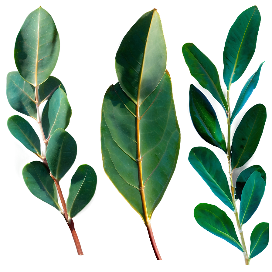 Eucalyptus Leaves In Sunlight Png 14