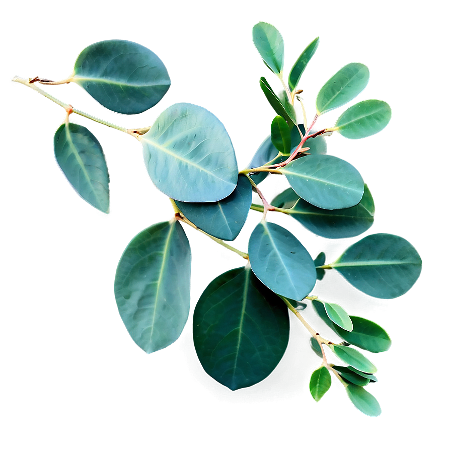 Eucalyptus Leaves Overlay Png Prd