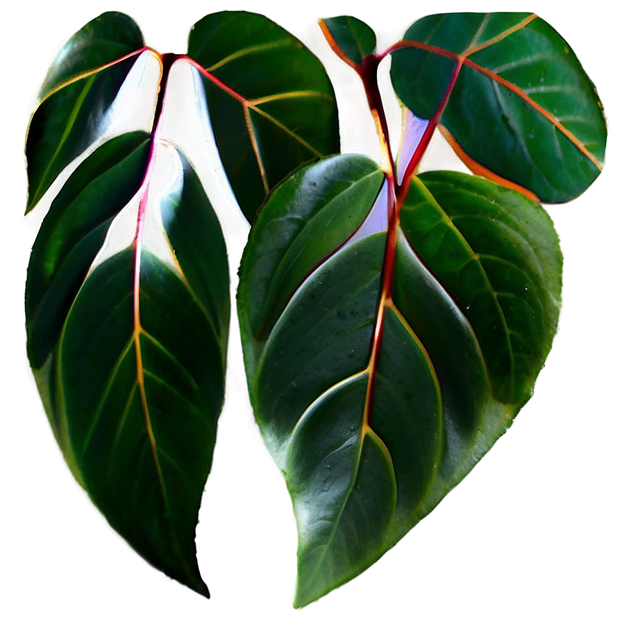 Eucalyptus Leaves Png 05042024