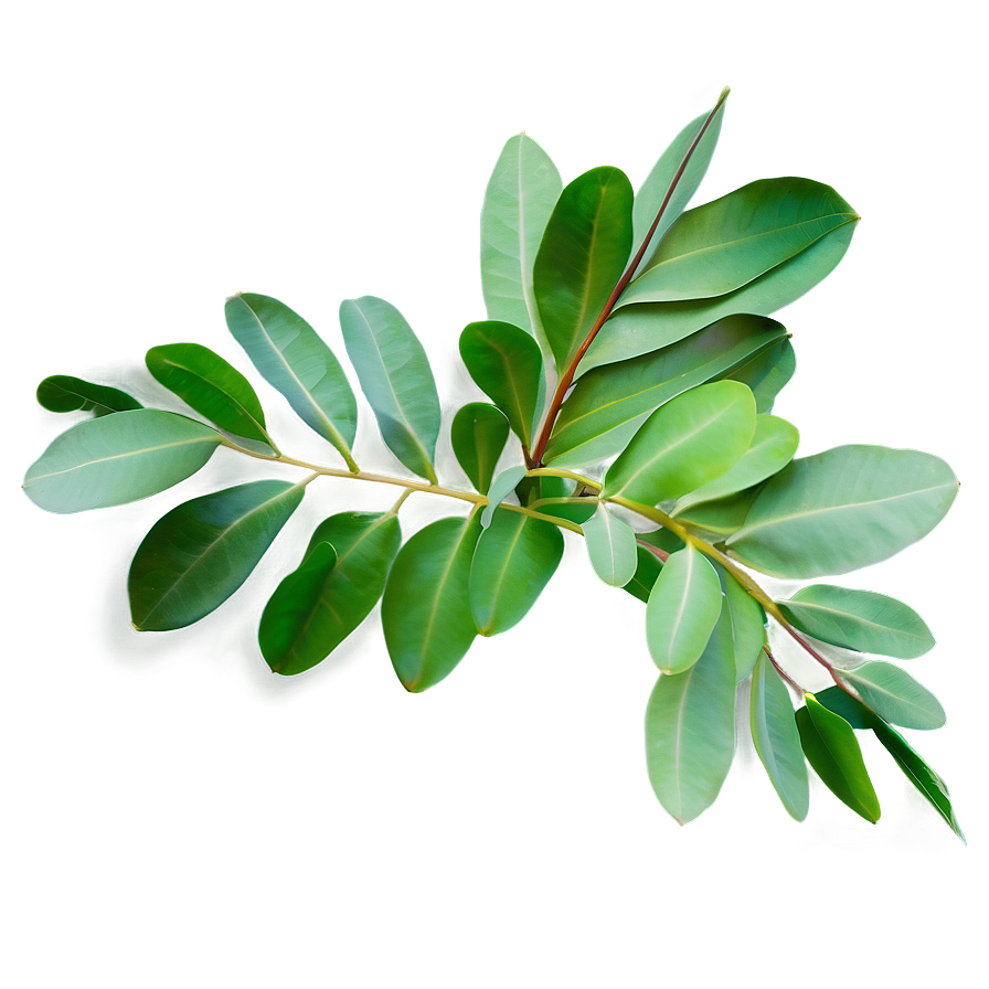 Eucalyptus Leaves Png 48