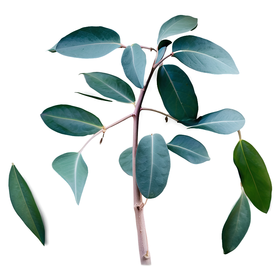 Eucalyptus Leaves Scent Png 06272024