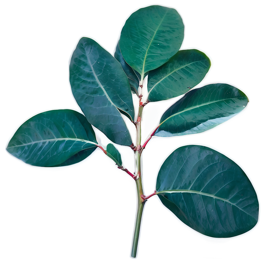 Eucalyptus Leaves Scent Png 34