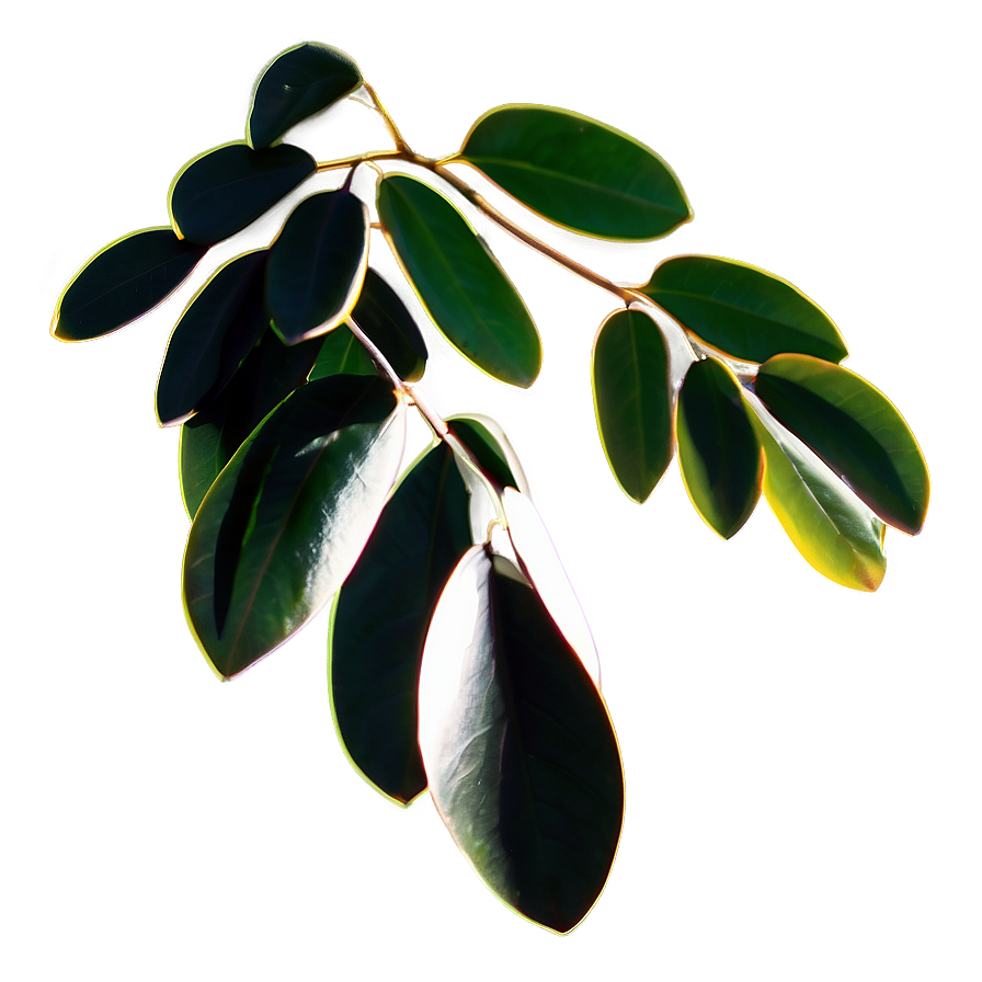 Eucalyptus Leaves Silhouette Png 98