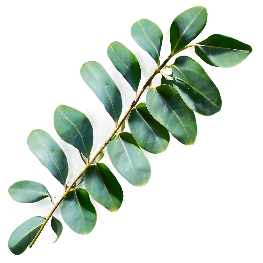 Eucalyptus Leaves Texture Png 34