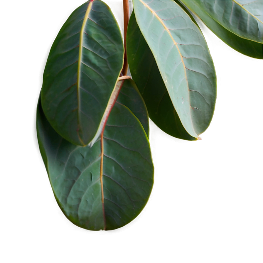 Eucalyptus Leaves Transparent Png Jxd75