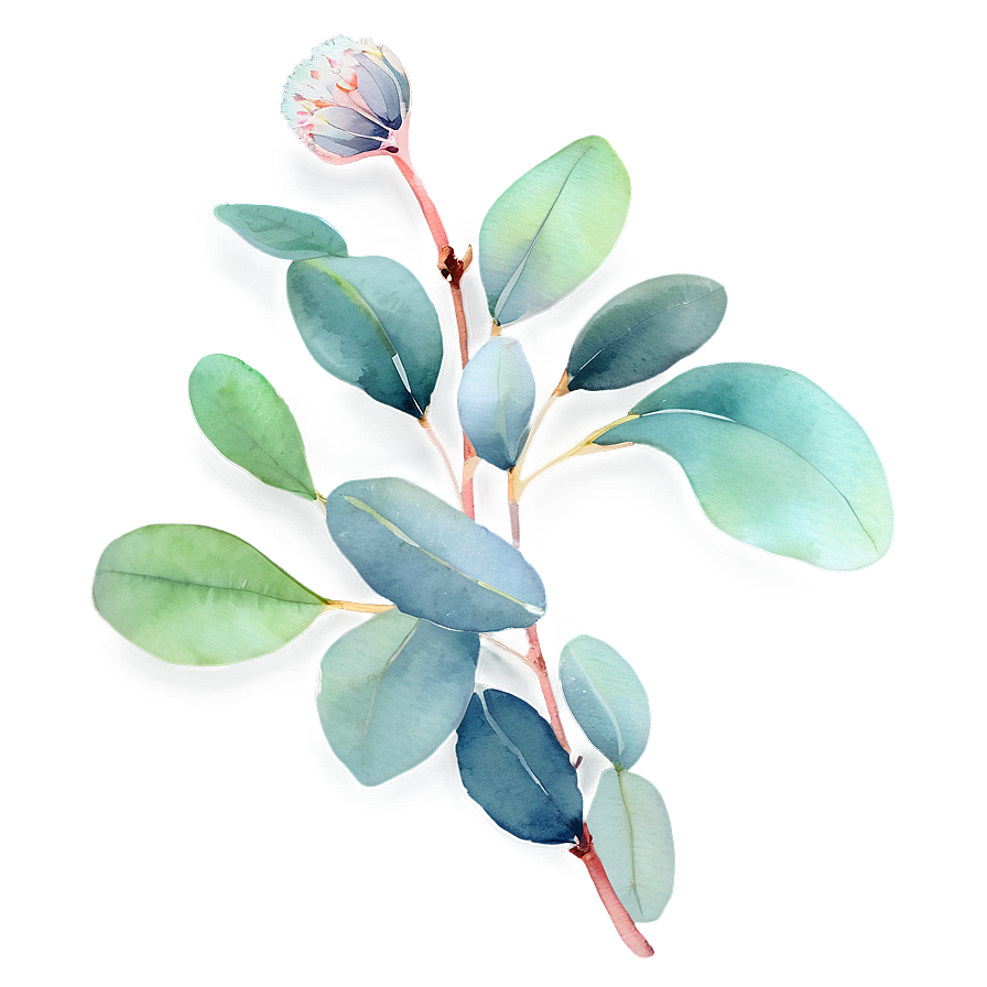 Eucalyptus Leaves Watercolor Png 06272024