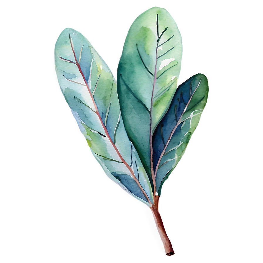 Eucalyptus Leaves Watercolor Png Bqn