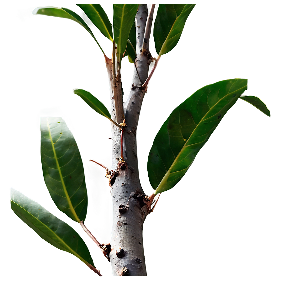 Eucalyptus Tree Branch Png Ayt25