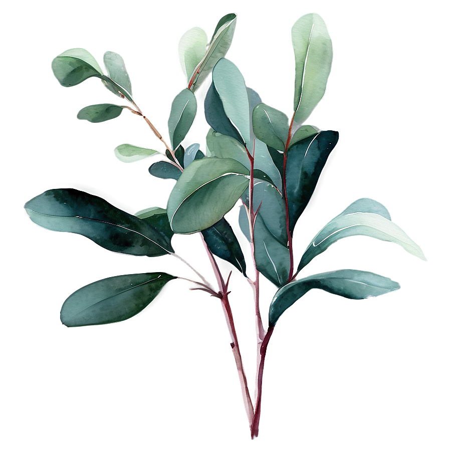 Eucalyptus Watercolor Desktop Wallpaper Png 06272024