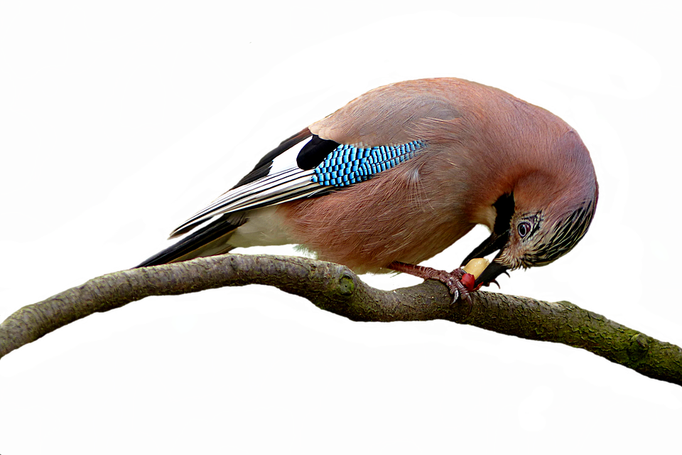 Eurasian Jay Feedingon Branch