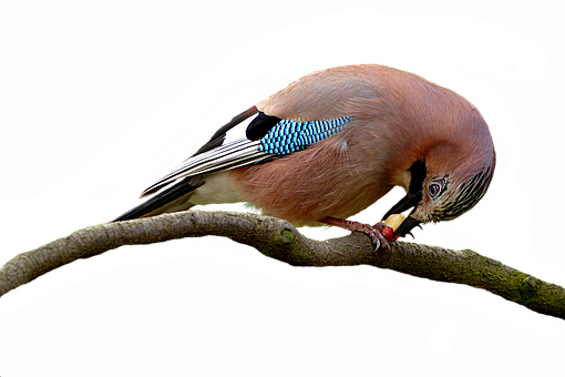 Eurasian Jay Perchedon Branch