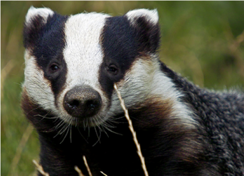 European Badgerin Grass