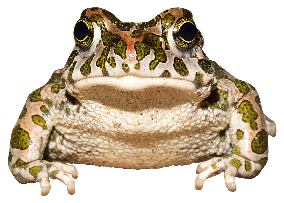 European Green Toad Portrait