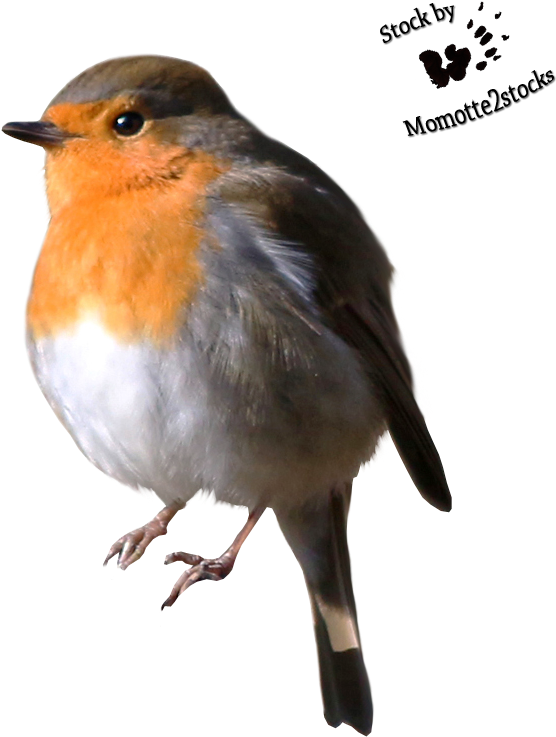 European Robin Portrait