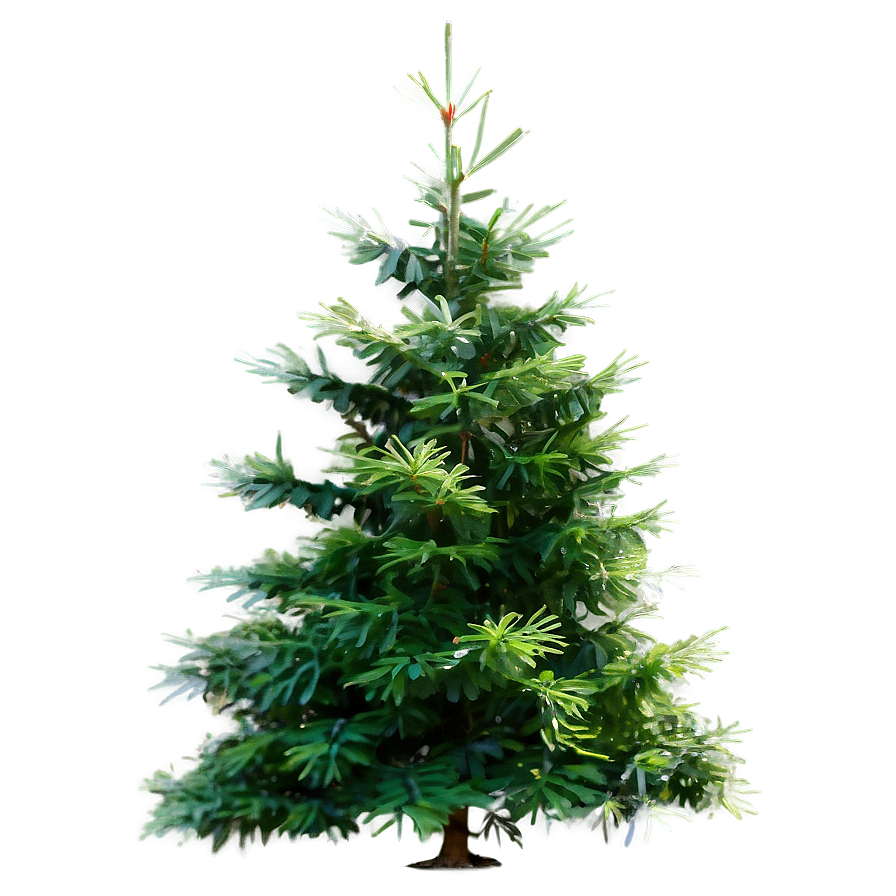 Evergreen Cedar Tree Png 18