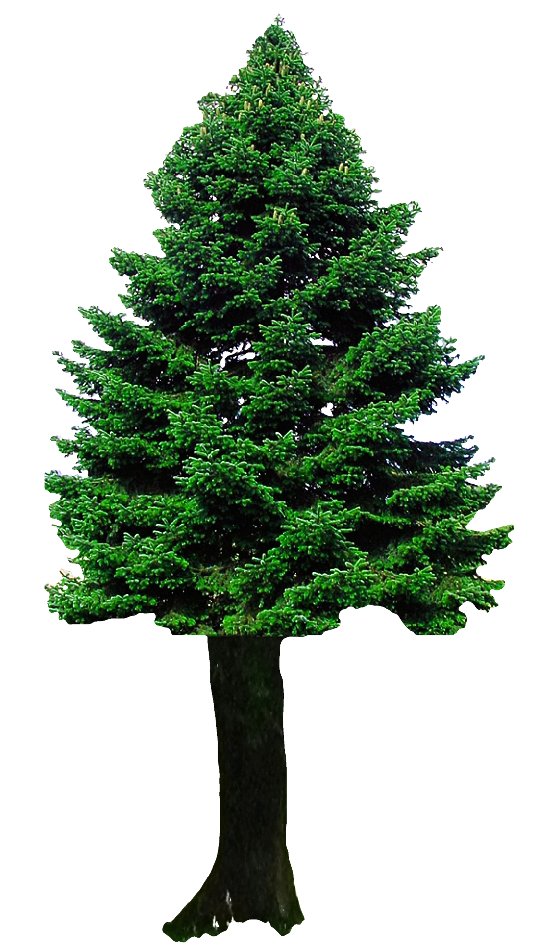 Evergreen Christmas Tree.png