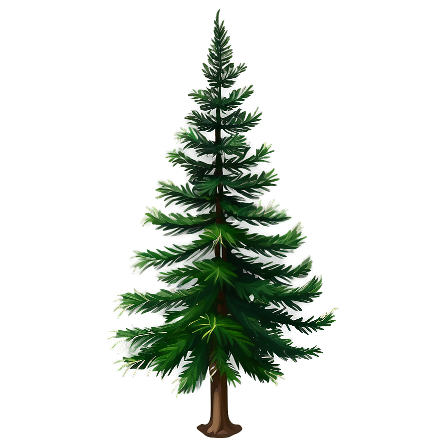 Evergreen Fir Tree Png Pvn