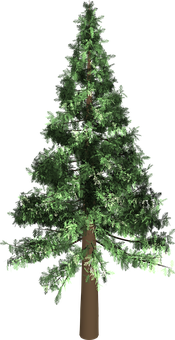 Evergreen Pine Tree Graphic