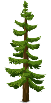 Evergreen Pine Tree Illustration