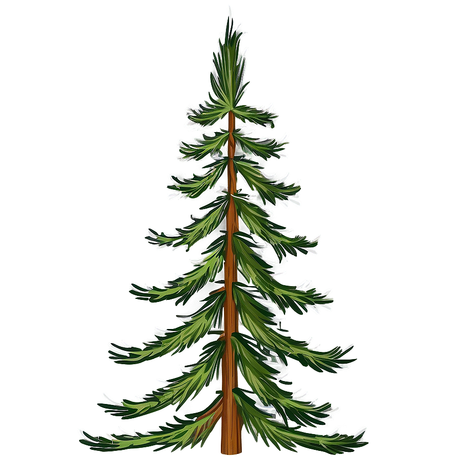 Evergreen Pine Tree Png 06212024