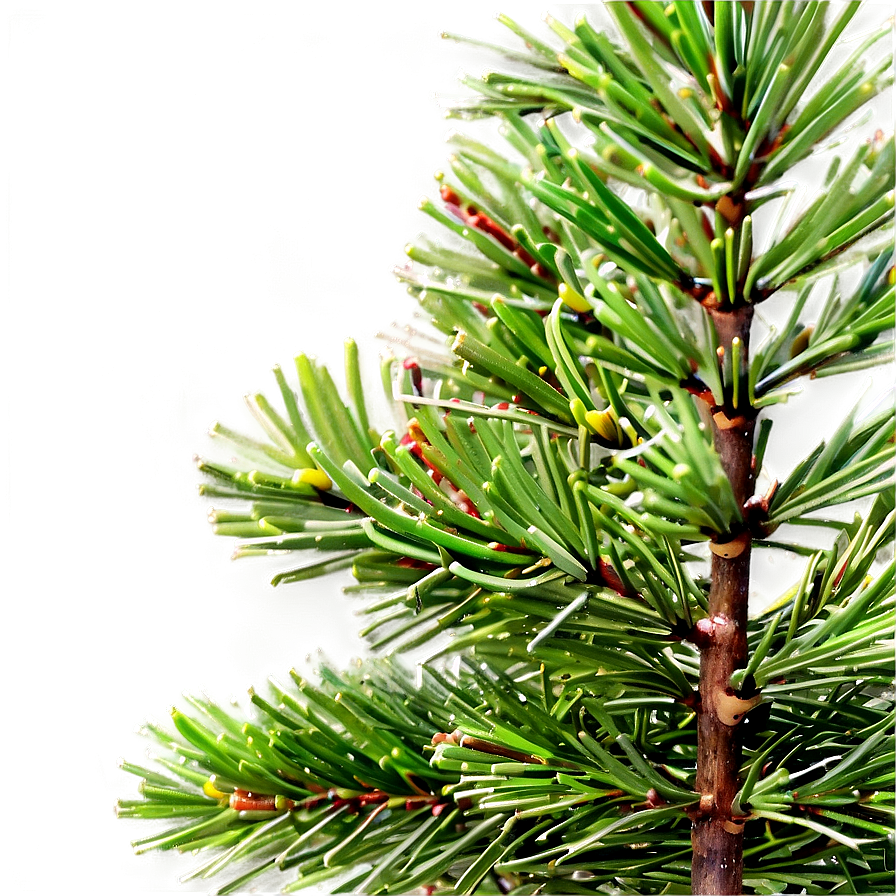 Evergreen Pine Tree Png Nxm