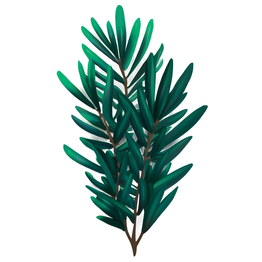 Evergreen Plant Png 05032024