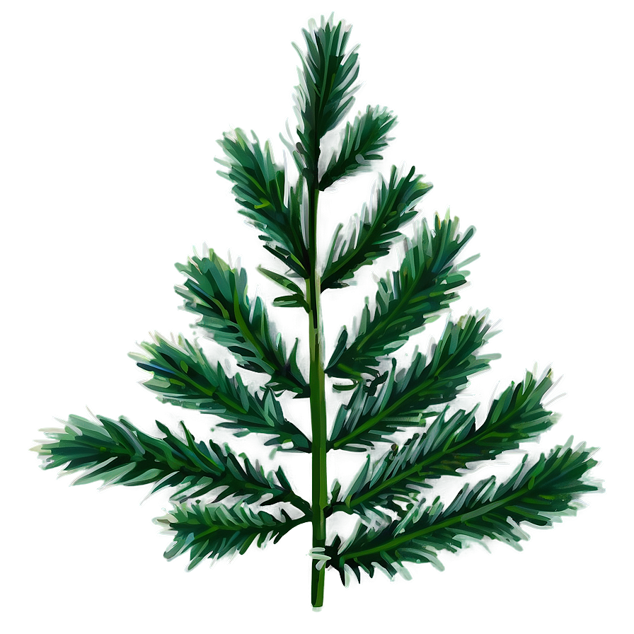 Evergreen Plant Png Cle