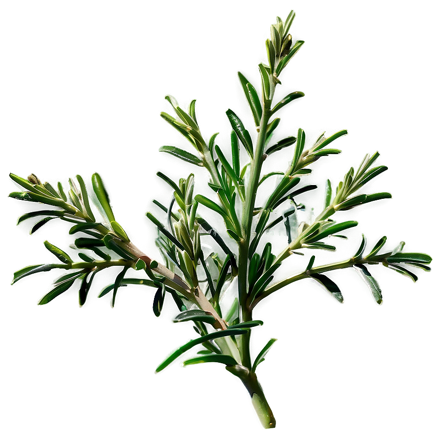 Evergreen Rosemary Plant Png 15