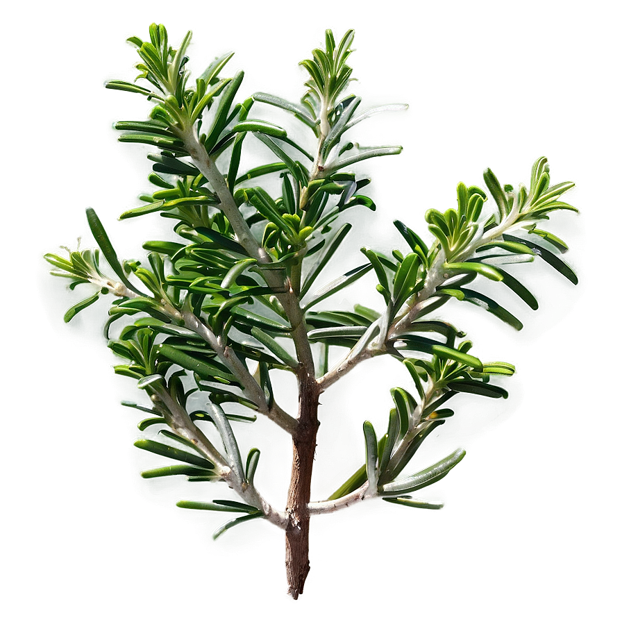 Evergreen Rosemary Plant Png 35