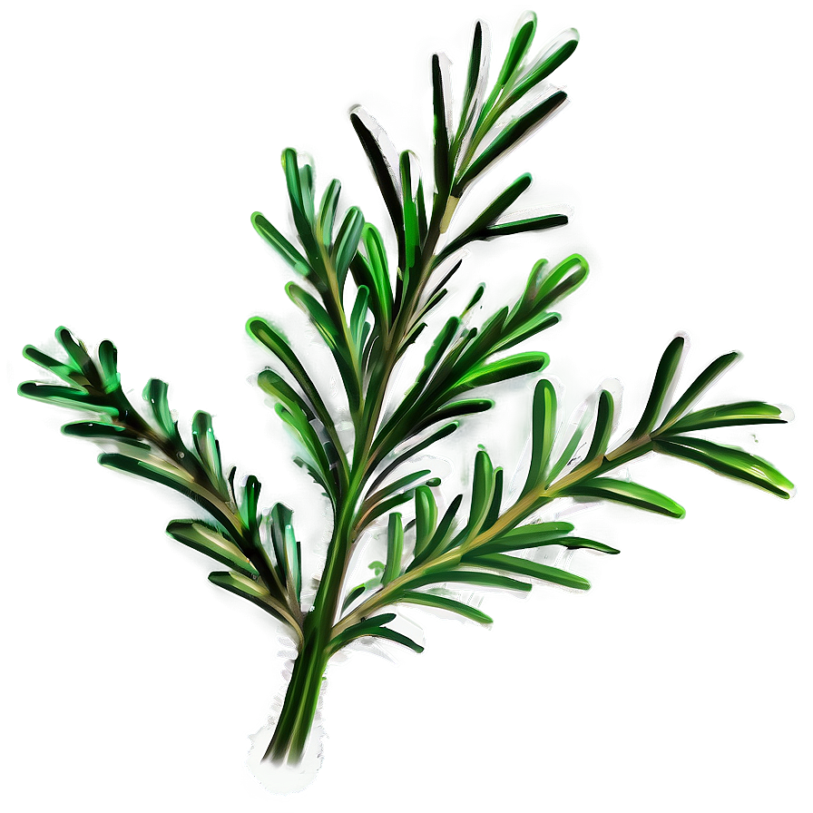 Evergreen Rosemary Plant Png 98