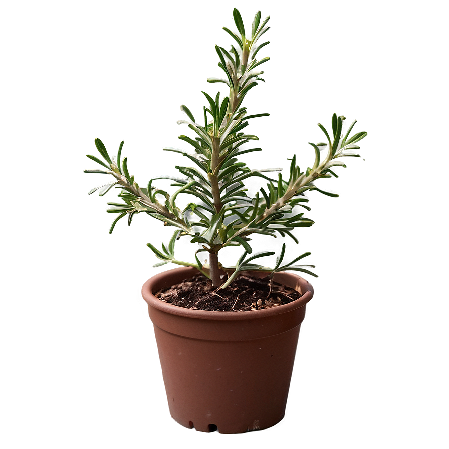 Evergreen Rosemary Plant Png Jwl63