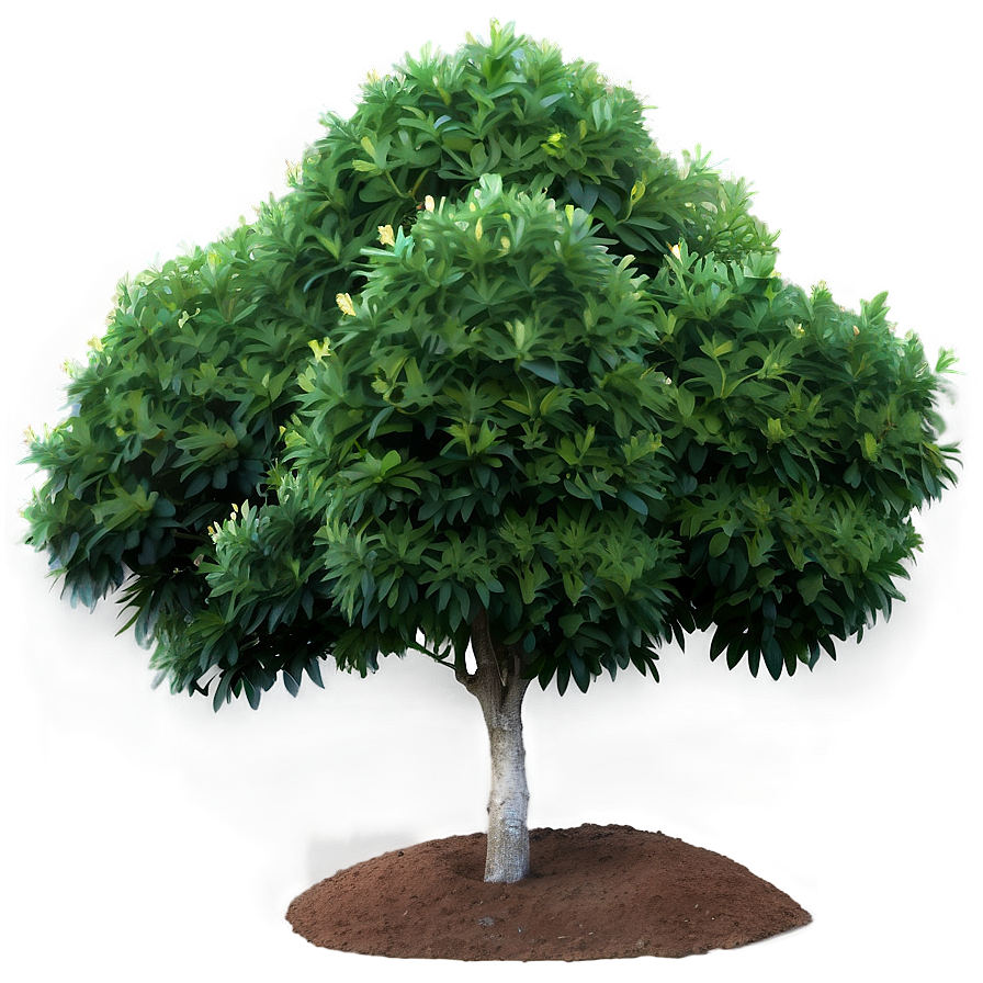 Evergreen Shrubs Png Cih71