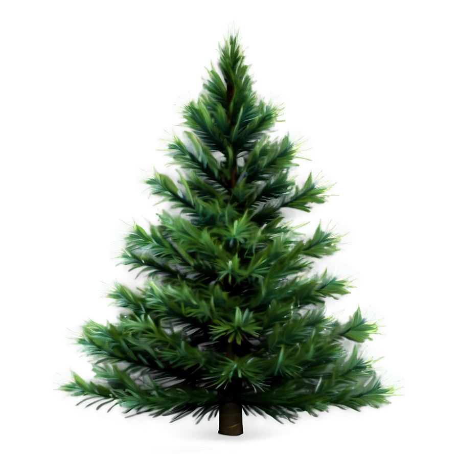 Evergreen Tree In Nature Png Iss62