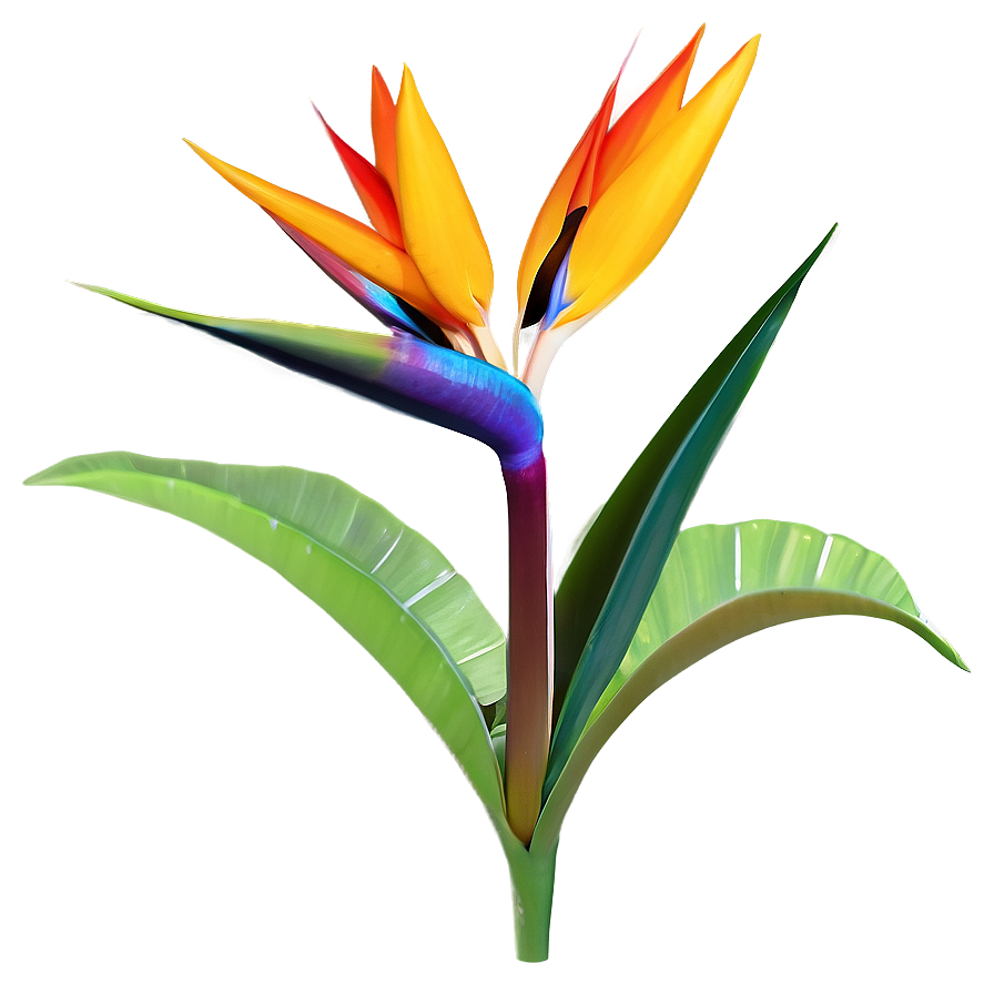 Exotic Bird Of Paradise Plant Png Lxd16