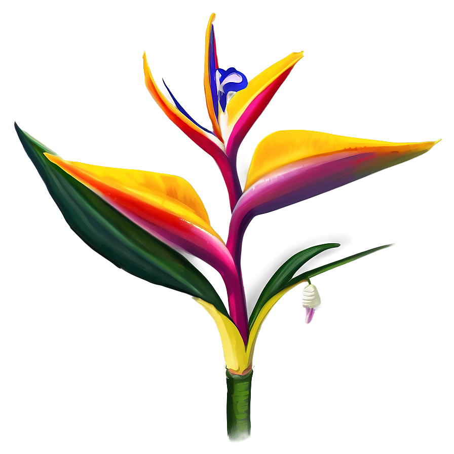 Exotic Bird Of Paradise Png Yev81