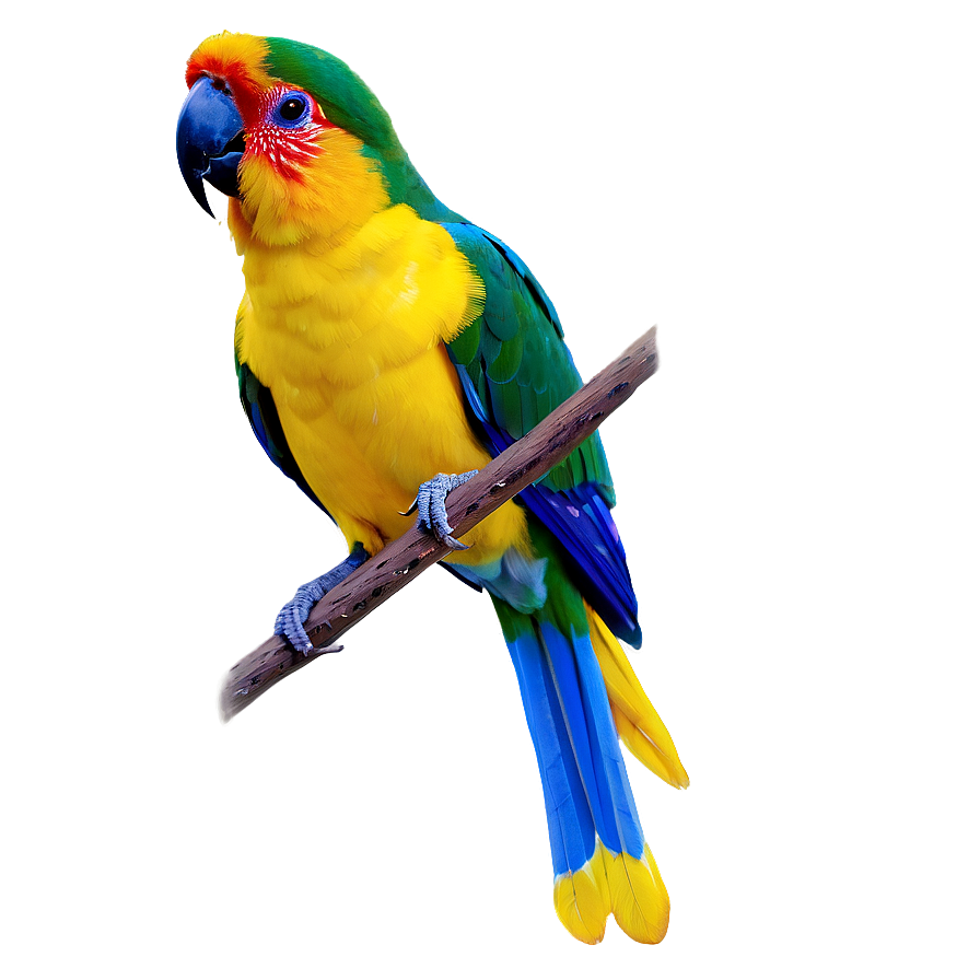 Exotic Birds Png 06202024